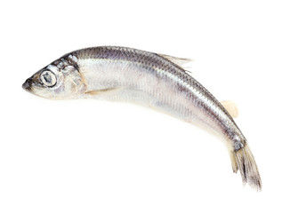 Fresh fish isolated on white