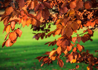 Rote Blätter der Blutbuche im Herbst