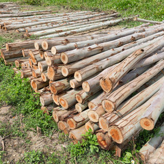 Eucalyptus tree, Pile of wood logs ready for industry