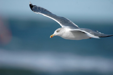 Möwe im Flug