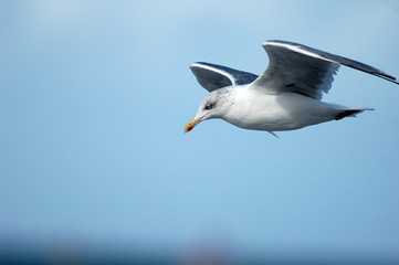 Möwe im Flug