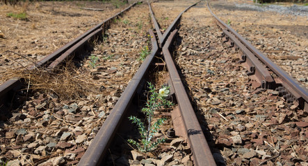 Naklejka premium Old used railway tracks in and small flower in colour