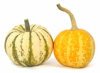 Decorative pumpkin squash