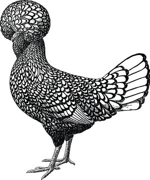 Vintage Illustration Houdan chicken