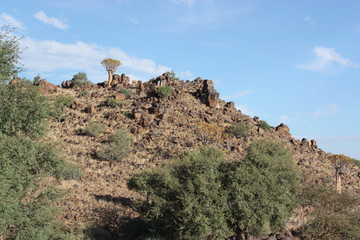 Köcherbäume