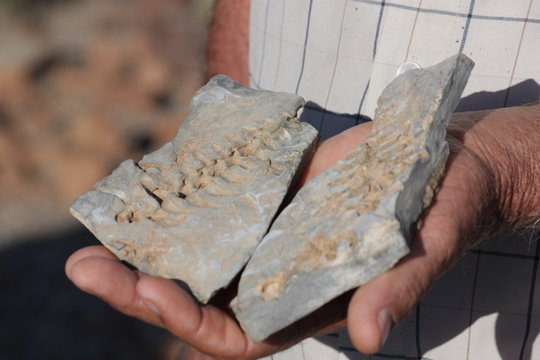 Fossilien auf der Hand