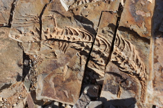 Fossilienskelett