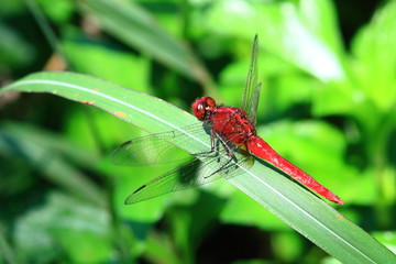 Dragonfly wings colorful