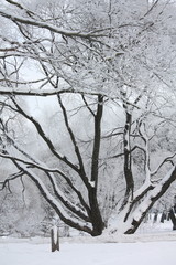 Winter view in the park