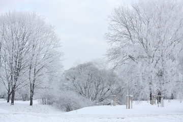 Obraz premium Winter view in the park
