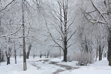 Winter view in the park