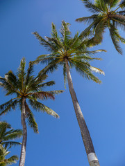 Obraz na płótnie Canvas Palm tree view from the ground