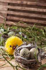 nest with  quail eggs and chick