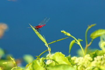 Dragonfly wings colorful