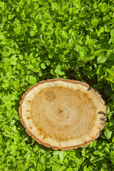 tree stump on the grass