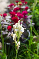 Polianthes Tuberosa on Background of Red Cockscombs.
