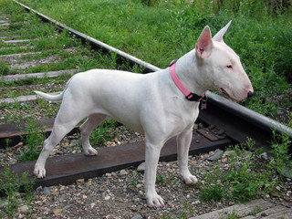 English bull Terrier walks outdoors in the summer