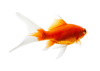 Gold fish Isolation on the white background