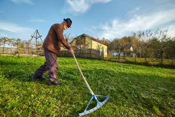 Farmer gathering grass to feed the animals