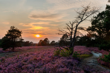 Sonenuntergang L&uuml;neburger Heide