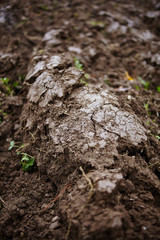 Ploughed soil