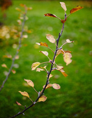 Apple tree leaves in the autumn