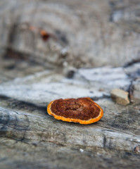 Mushroom in the forest