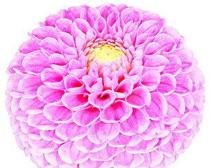 Dahlia, purple,lilac colored flower on white background