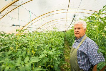 Farmer in a greenhouse