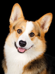 Welsh Corgi Pembroke dog