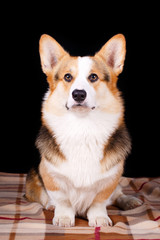 Welsh Corgi Pembroke dog