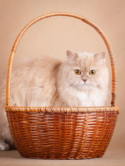 Fototapeta na wymiar cream cat