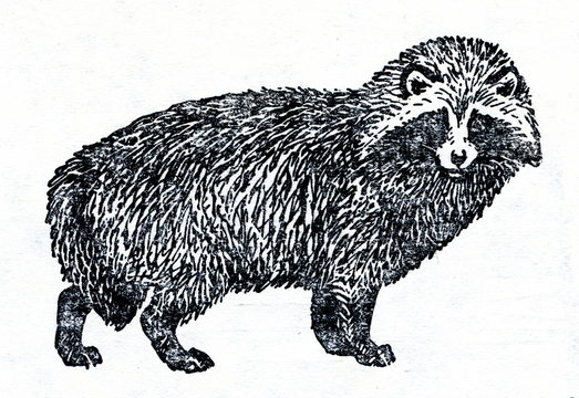 Raccoon Dog (Nyctereutes Procyonoides)