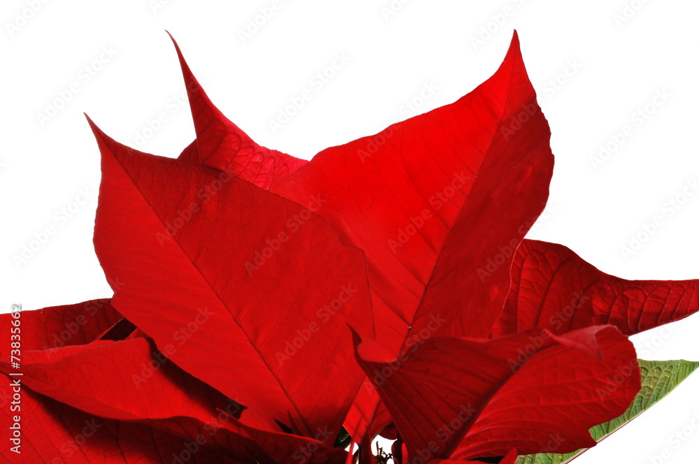 Canvas Prints poinsettia