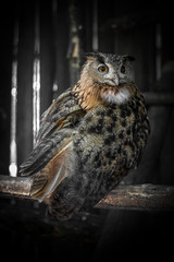 Owl