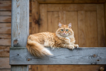 Beautiful red cat