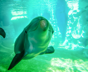 dolphin posing for camera underwater