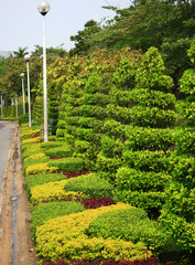 rows of tree in garden