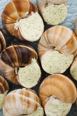 Close up of Escargots with garlic butter