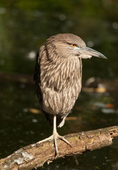 Juvenile Black-crowned Night Heron in a South Carolina Swamp