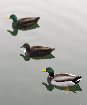 Group of ducks in the lake Maggiore waters. Color image