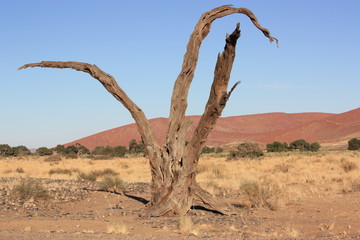 Vertrockneter Baum in der Wüste