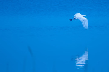 white egret flying over blue water