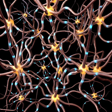 Neurons