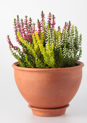 Flowers in a pot