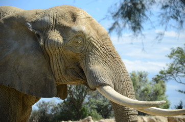 Elephant