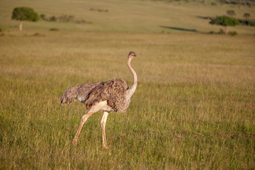 Ostrich  walking on savanna in Africa. Safari. Kenya