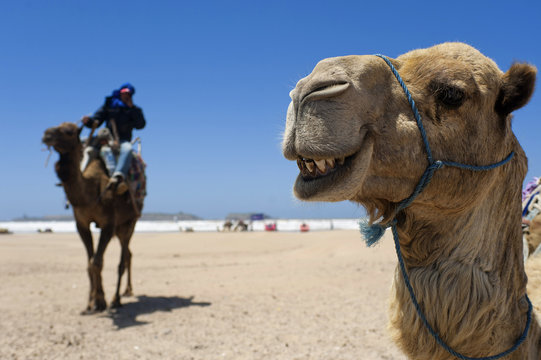 Kamel am Strand von Essaouira, Marokko