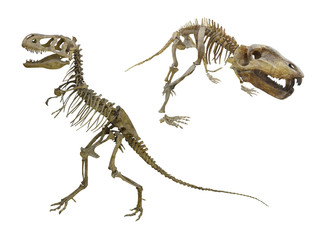 dinosaur's skeleton