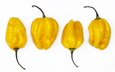 Yellow habanero peppers